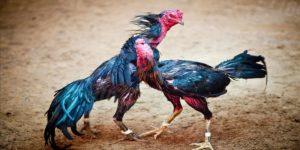 Gà Chọi C1 - Tư vấn cách chăm sóc chiến kê hiệu quả